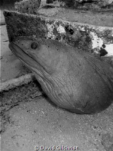 Resident Eel, El Aguila Wreck. I believe this one has pas... by David Gilchrist 